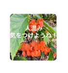 OKINAWAの景色とお花に癒されて③（個別スタンプ：31）