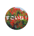 OKINAWAの景色とお花に癒されて③（個別スタンプ：32）