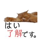 ネコねこスタンプ2（個別スタンプ：4）
