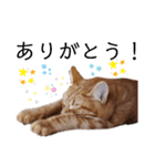 ネコねこスタンプ2（個別スタンプ：7）