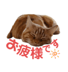 ネコねこスタンプ2（個別スタンプ：8）