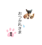 チャッピーチョコラッキー（宮内編）（個別スタンプ：8）