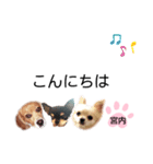 チャッピーチョコラッキー（宮内編）（個別スタンプ：13）