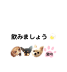 チャッピーチョコラッキー（宮内編）（個別スタンプ：22）