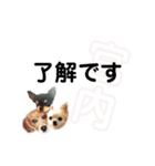 チャッピーチョコラッキー（宮内編）（個別スタンプ：38）