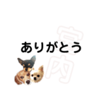 チャッピーチョコラッキー（宮内編）（個別スタンプ：39）