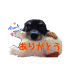 《 チワックス》モカのスタンプ（個別スタンプ：3）