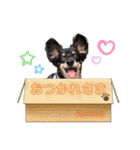 《 チワックス》モカのスタンプ（個別スタンプ：8）