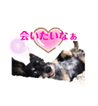 《 チワックス》モカのスタンプ（個別スタンプ：22）
