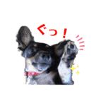 《 チワックス》モカのスタンプ（個別スタンプ：34）