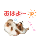 パピヨン犬のメープルちゃん（個別スタンプ：1）