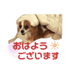 パピヨン犬のメープルちゃん（個別スタンプ：2）
