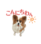 パピヨン犬のメープルちゃん（個別スタンプ：3）