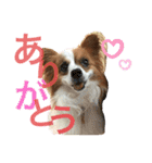 パピヨン犬のメープルちゃん（個別スタンプ：4）