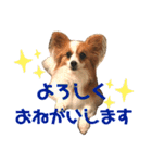 パピヨン犬のメープルちゃん（個別スタンプ：5）