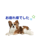 パピヨン犬のメープルちゃん（個別スタンプ：6）