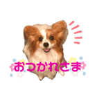 パピヨン犬のメープルちゃん（個別スタンプ：9）