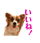 パピヨン犬のメープルちゃん（個別スタンプ：10）