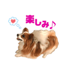 パピヨン犬のメープルちゃん（個別スタンプ：11）