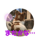 パピヨン犬のメープルちゃん（個別スタンプ：12）