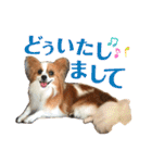 パピヨン犬のメープルちゃん（個別スタンプ：13）