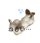 パピヨン犬のメープルちゃん（個別スタンプ：14）