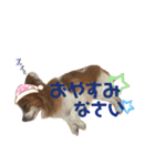 パピヨン犬のメープルちゃん（個別スタンプ：15）