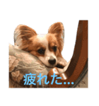 パピヨン犬のメープルちゃん（個別スタンプ：16）
