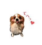 パピヨン犬のメープルちゃん（個別スタンプ：17）
