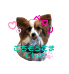 パピヨン犬のメープルちゃん（個別スタンプ：19）