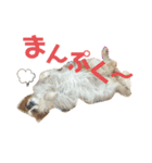 パピヨン犬のメープルちゃん（個別スタンプ：20）
