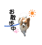 パピヨン犬のメープルちゃん（個別スタンプ：21）