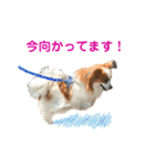 パピヨン犬のメープルちゃん（個別スタンプ：22）