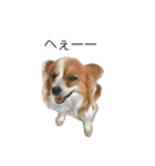 パピヨン犬のメープルちゃん（個別スタンプ：24）