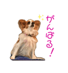 パピヨン犬のメープルちゃん（個別スタンプ：26）