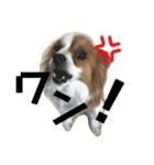 パピヨン犬のメープルちゃん（個別スタンプ：28）