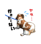 パピヨン犬のメープルちゃん（個別スタンプ：29）