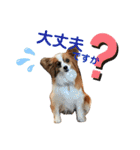 パピヨン犬のメープルちゃん（個別スタンプ：30）