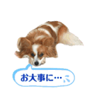 パピヨン犬のメープルちゃん（個別スタンプ：31）