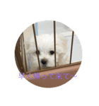 マルチーズ マル（個別スタンプ：1）