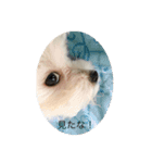 マルチーズ マル（個別スタンプ：3）