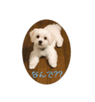 マルチーズ マル（個別スタンプ：4）