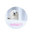 マルチーズ マル（個別スタンプ：8）
