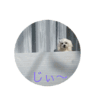 マルチーズ マル（個別スタンプ：9）