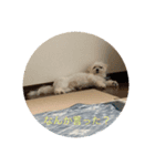 マルチーズ マル（個別スタンプ：16）