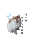 福猫＆花猫〜第4弾〜（個別スタンプ：1）