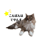 福猫＆花猫〜第4弾〜（個別スタンプ：3）