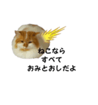 福猫＆花猫〜第4弾〜（個別スタンプ：4）