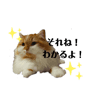 福猫＆花猫〜第4弾〜（個別スタンプ：6）