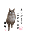 福猫＆花猫〜第4弾〜（個別スタンプ：8）